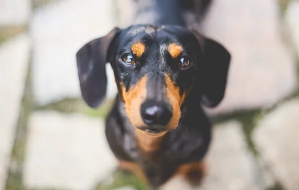 Look, each, dog, Dachshund