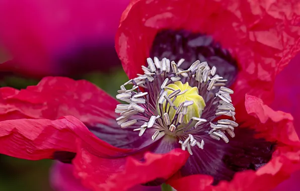 Flower, macro, red, Mac, petals, stamens