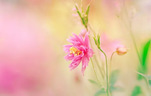 Flower, pink, bokeh, Columbine