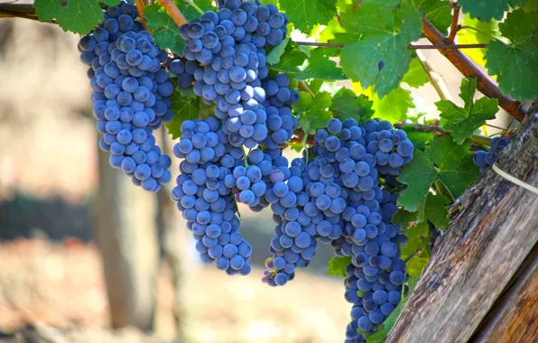 Leaves, nature, Bush, grapes, ripe, grapey