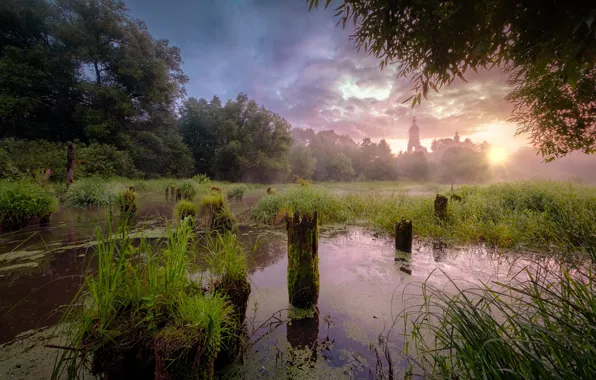 Summer, trees, landscape, nature, fog, dawn, village, morning