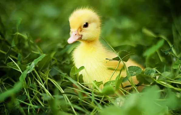 Picture greens, grass, birds, nature, duck, duck, chick, Chicks