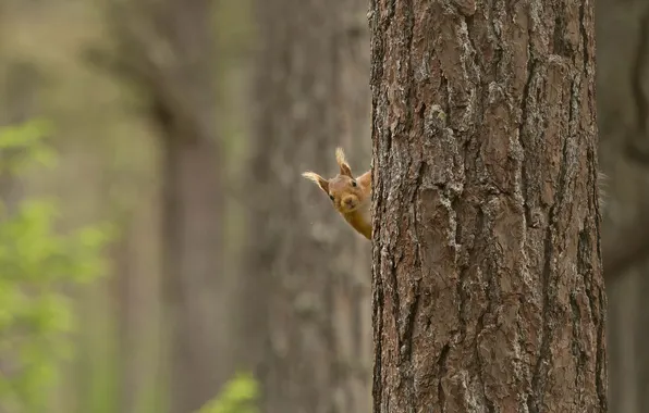 Forest, macro, trees, protein