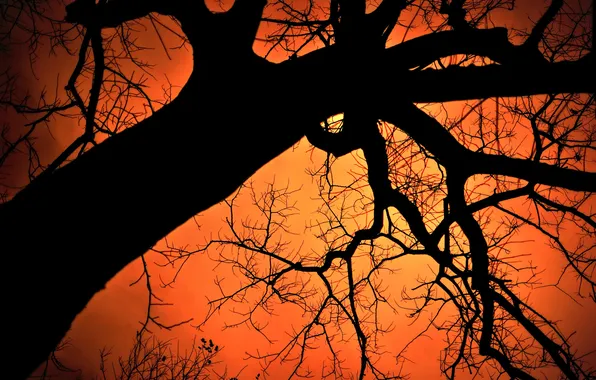 The sky, tree, silhouette, glow