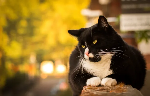 Picture eyes, cat, eyes, cat, bokeh, bokeh