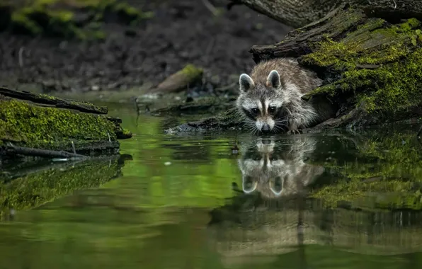 Raccoon, snag, face, cub, pond, Peeps