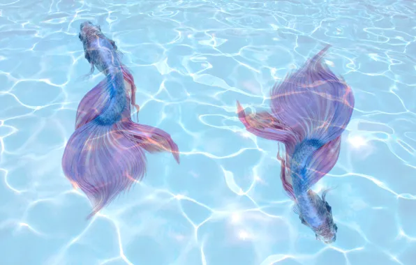 Water, fishes, aquiarium