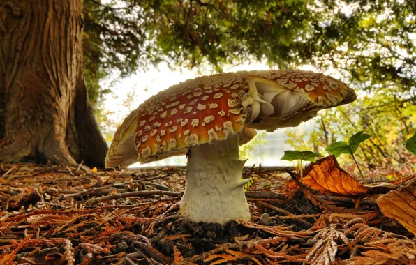 Greens, forest, mushroom, mushroom