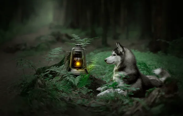Picture forest, dog, lantern, fern, Husky