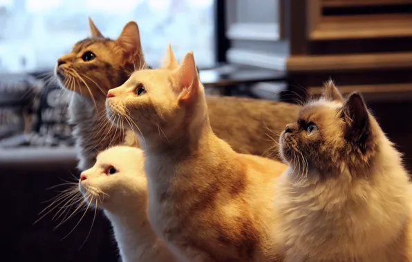 Picture cat, mustache, looks