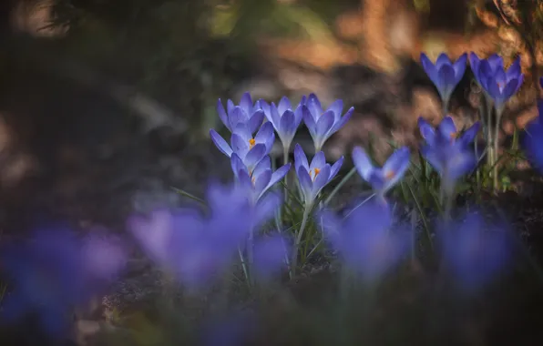 Flowers, glade, spring, crocuses, lilac, bokeh
