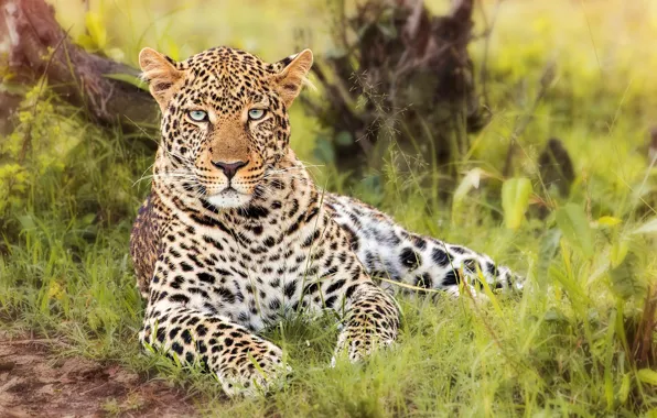Picture grass, look, leopard, wild cat, handsome