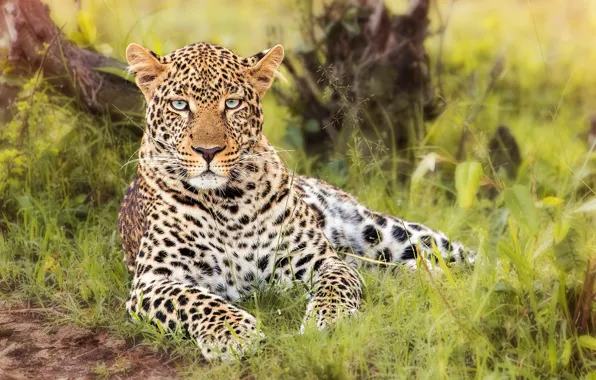 Grass, look, leopard, wild cat, handsome