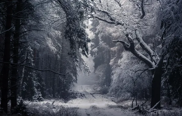Picture winter, forest, nature