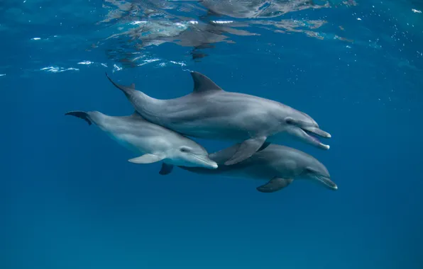 Picture sea, the ocean, dolphins, under water