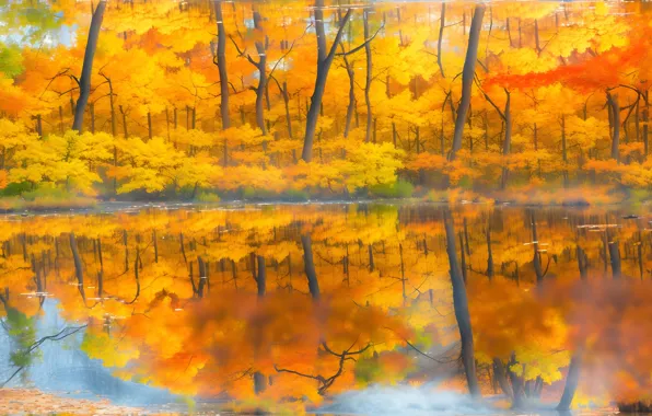 Autumn, forest, trees, lake, reflection, shore, foliage, pond