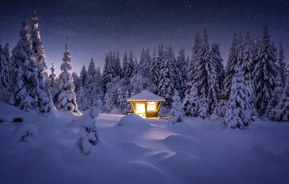 Picture winter, forest, light, snow, trees, landscape, night, nature