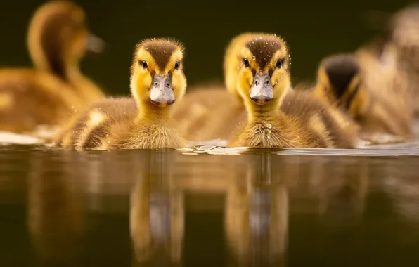 Picture water, birds, nature, ducklings, Chicks