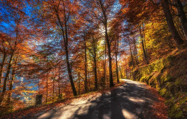 Road, autumn, forest, leaves, the sun, trees, mountains, moss