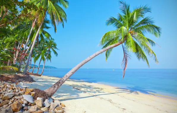 Picture sand, sea, beach, the sun, palm trees, shore, summer, beach