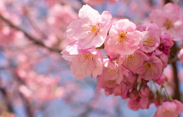 Flowers, branches, blur, spring, Sakura, pink, Apple, buds