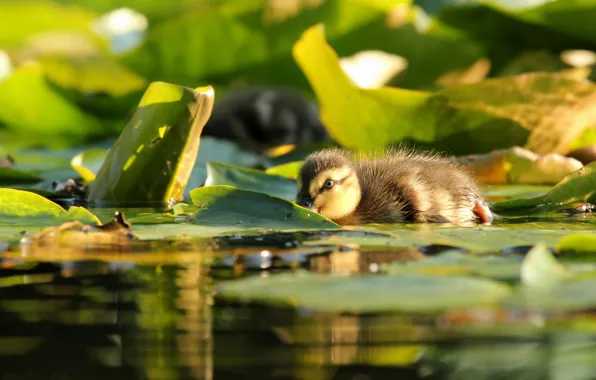 Leaves, water, duck, chick