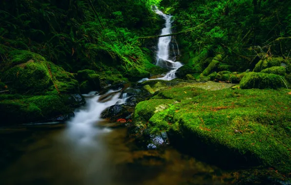 Picture greens, leaves, thickets, waterfall, moss