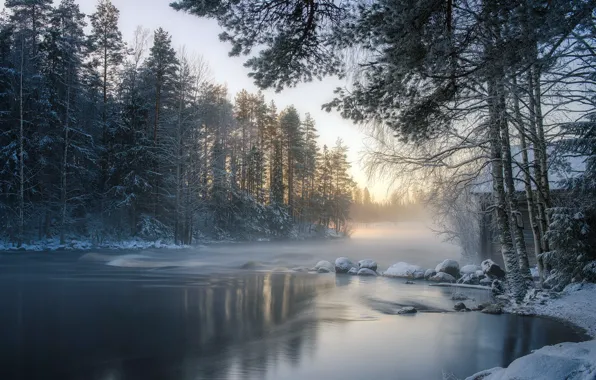 Winter, forest, river, morning