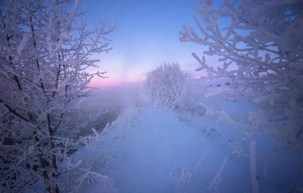 Winter, frost, snow, trees, frost, Russia, the bushes, Altay