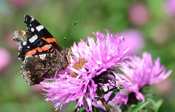 Picture flower, summer, butterfly, Admiral