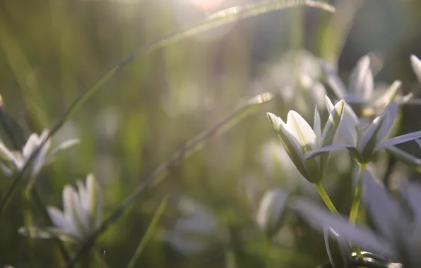 Picture white, grass, flowers, green, glare, spring