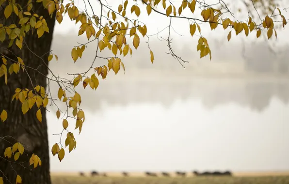 Leaves, trees, nature