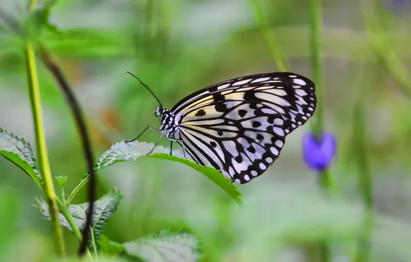 Picture leaves, butterfly, blur, stem