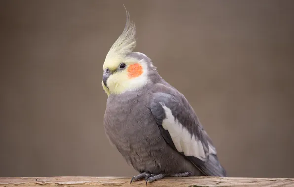 Bird, parrot, Corella