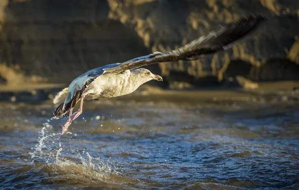 Water, nature, bird