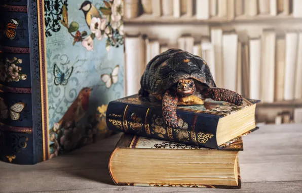 Look, Board, books, turtle, library, bug, bokeh, shelves