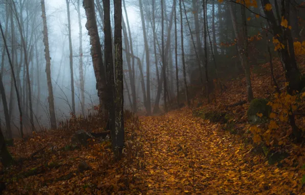 Picture road, autumn, forest, trees, branches, fog, trunk, alley