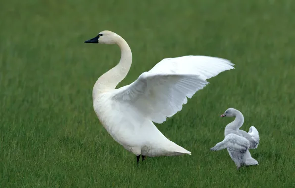 Picture BACKGROUND, GRASS, WHITE, WINGS, BIRD, GLADE, GREEN, SWAN