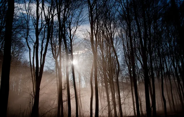 Light, forest, morning, sun, mist, waking