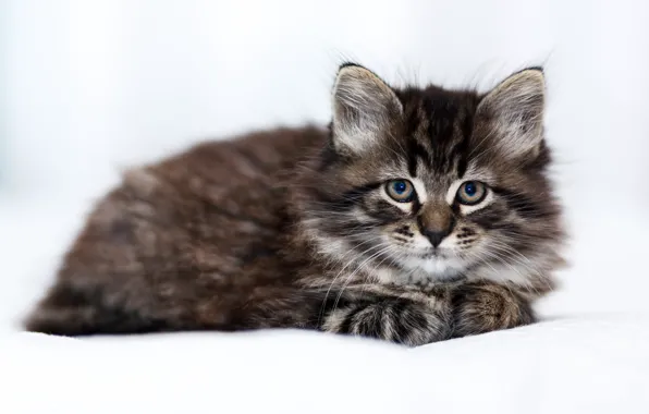 Picture cat, look, lies, kitty, light background