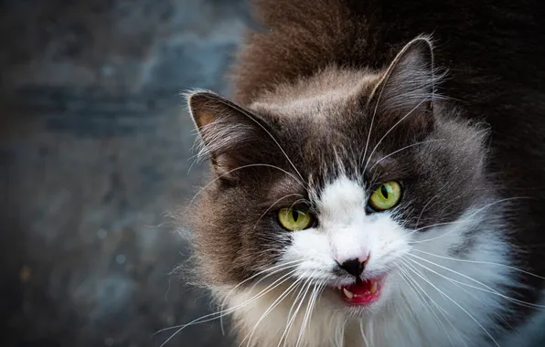 Cat, cat, look, pose, portrait, fluffy, grey background, face