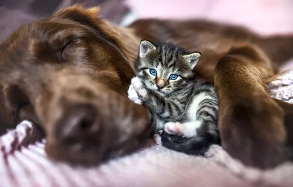 Cat, face, kitty, grey, stay, together, paw, sleep