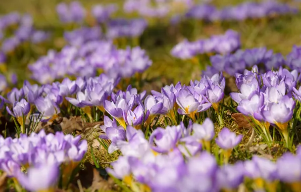 Picture glade, spring, crocuses, a lot, lilac