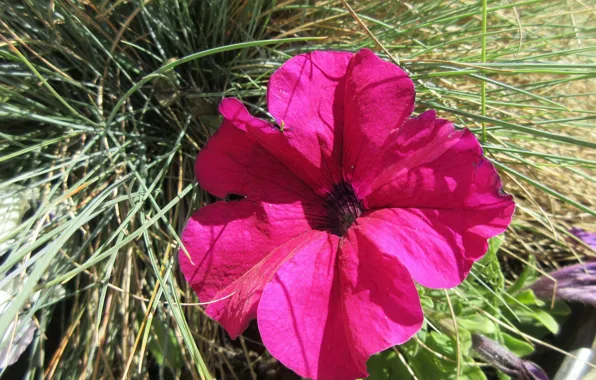Petunia, April, spring 2018, Mamala ©