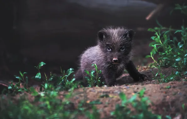 Picture look, leaves, nature, glade, baby, puppy, cub, face
