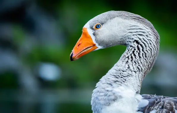 Look, grey, bird, portrait, profile, goose, bokeh