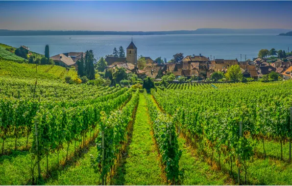 Picture lake, Switzerland, slope, village, vineyard
