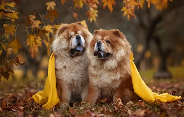 Autumn, dogs, look, branches, yellow, nature, pose, Park
