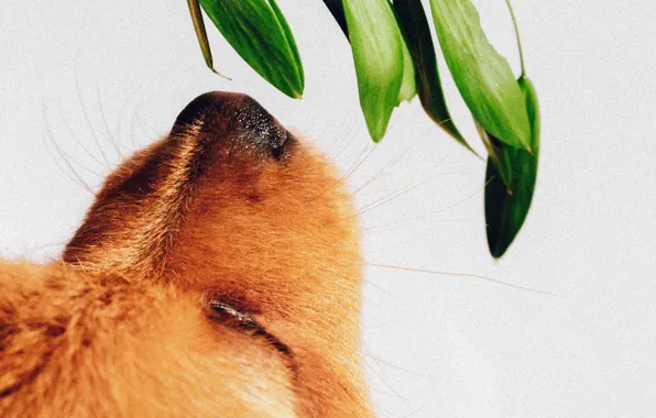 Face, plant, dog, nose, puppy, sniffing