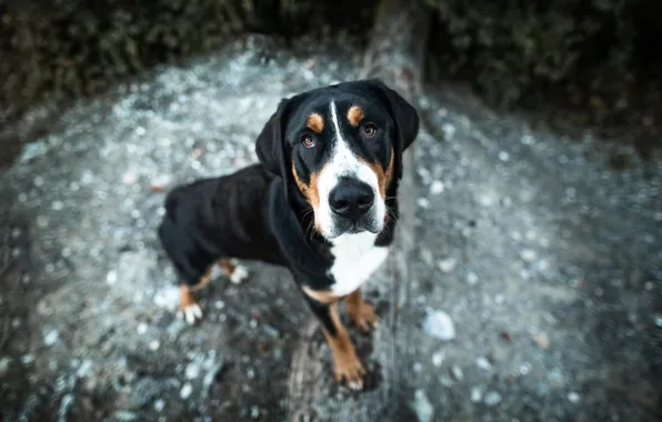 Look, face, nature, glade, portrait, dog, log, view